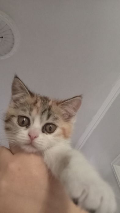 Катенок девочка 3 мес.