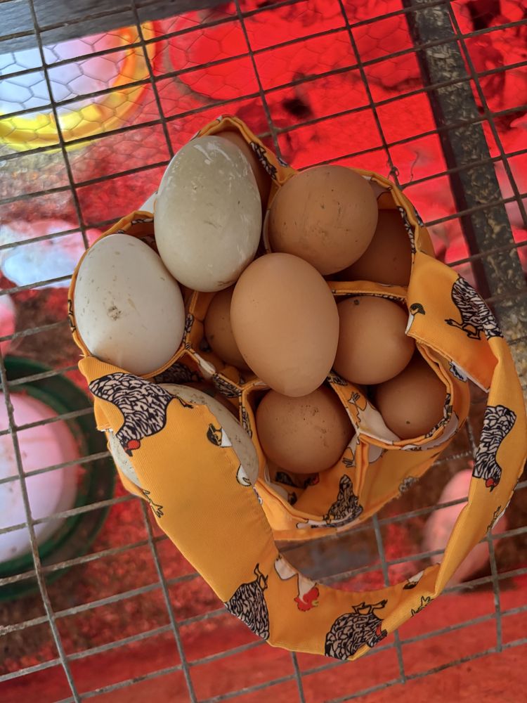 Ouă de incubat / boboci de Rate Leşești de vanzare