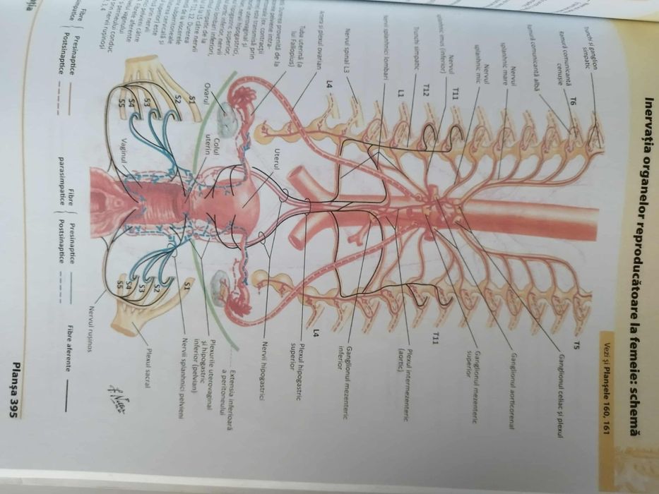 Atlas Netter medicina