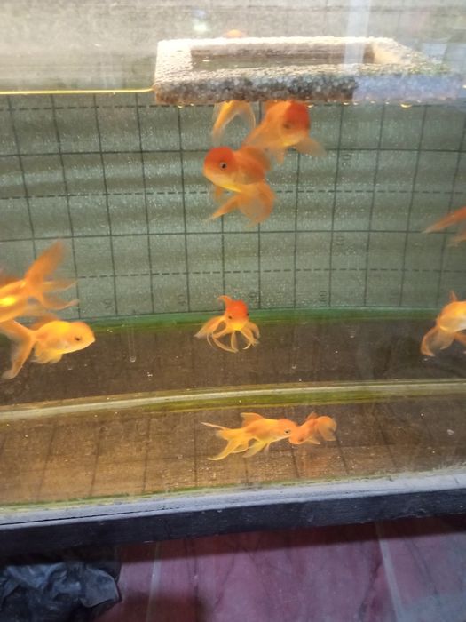 Продаются золотые рыбки