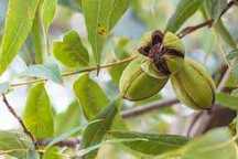 nuc pecan si nuc cu miez rosu