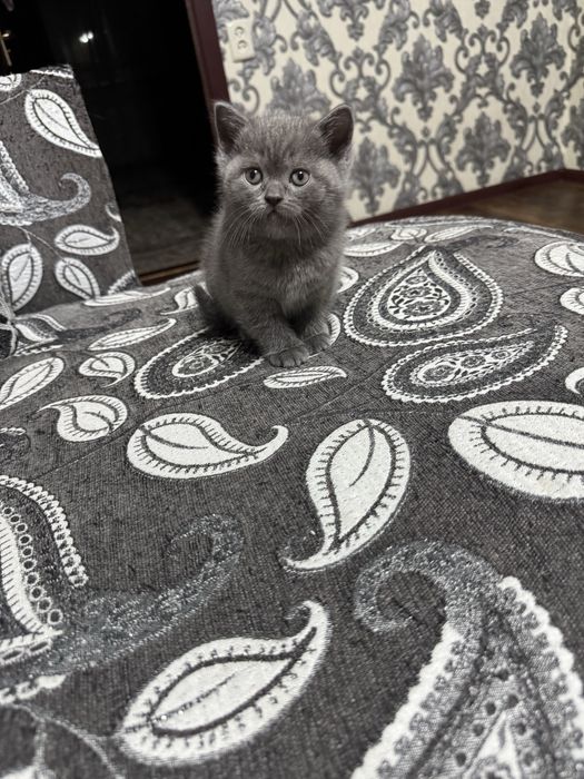 Продается котенок скоттиш страцт девочка