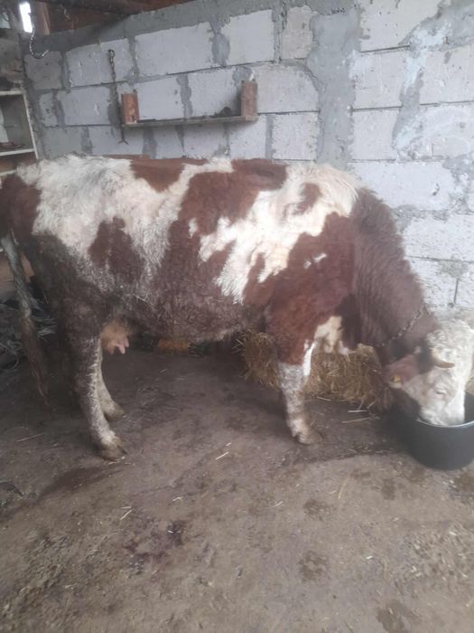 Vacă gestantă de vânzare