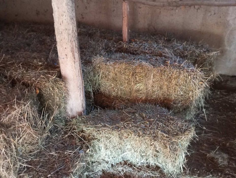 Бали: грах с балур, сено и люцерна и царевица