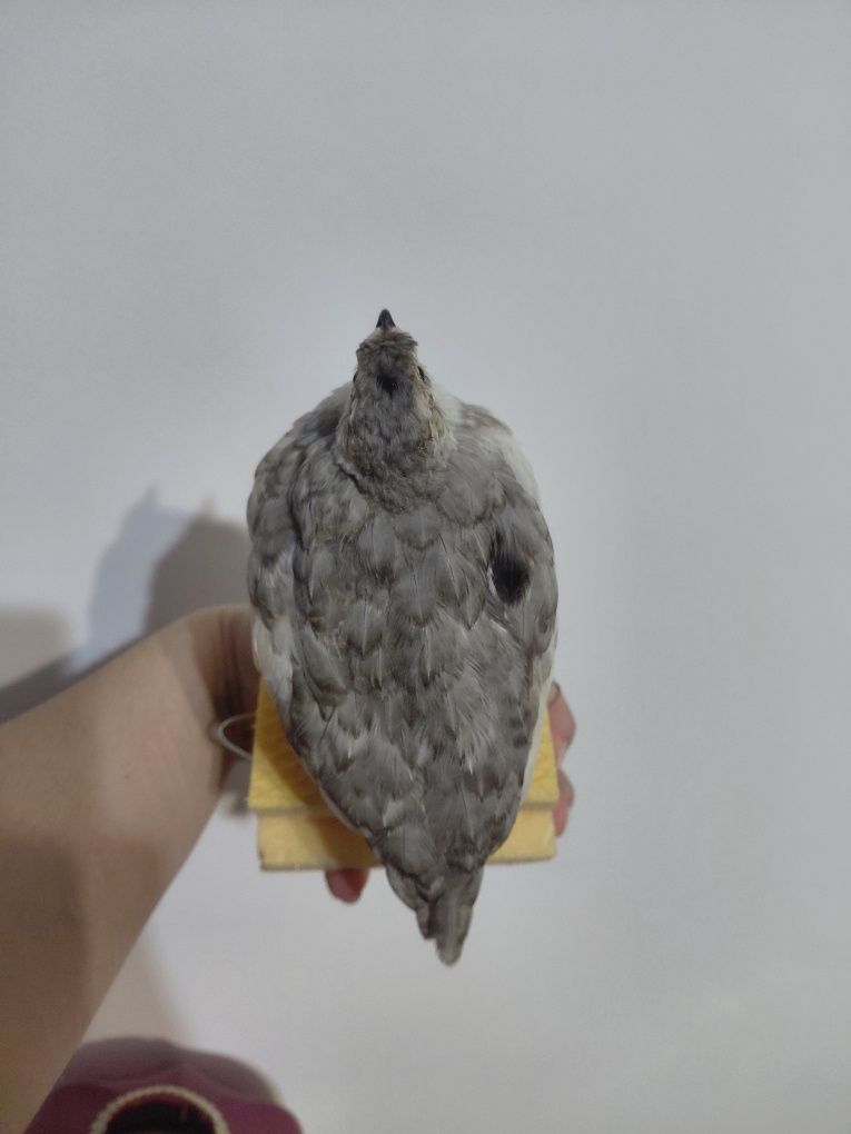 Mascul prepelita impaiat taxidermie