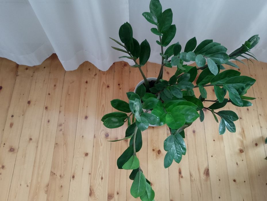 Замиокулкас - Дървото на желанията
/Zamioculcas zamiifolia/