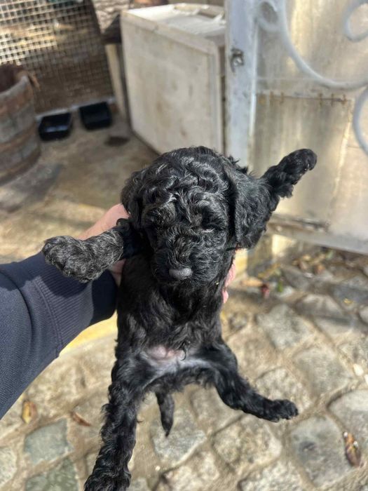 Мини пудел BLACK