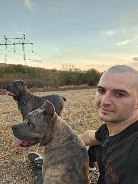 Кане корсо чистокръвни