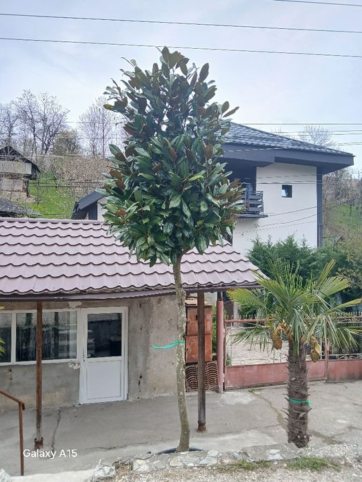 Magnolia grandiflora copac transport inclus