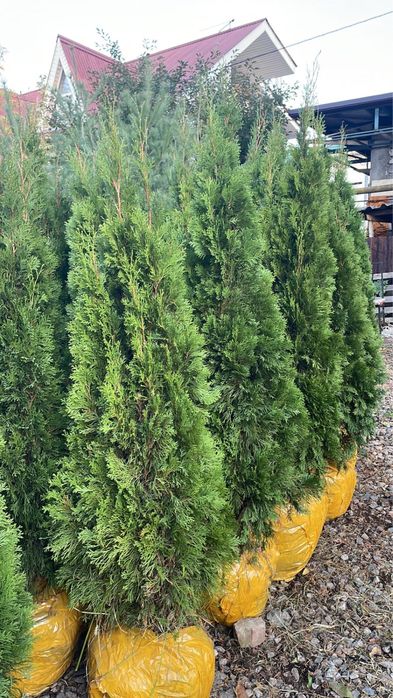 Туя Смарагд. Туя смарагд Туя смарагд