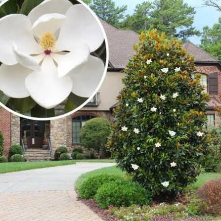 Magnolie grandi flora