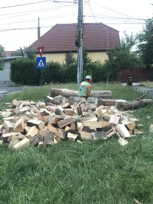Tai lemne cu druja in jud arad