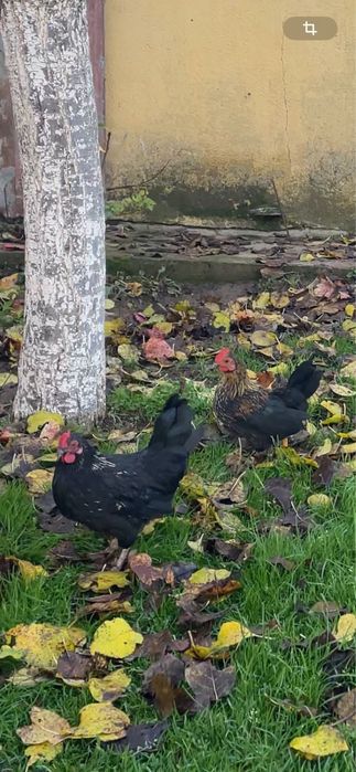 Петлета красиви и пеещи за вашия двор