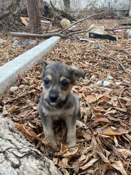 Щенки звоночки в добрые руки