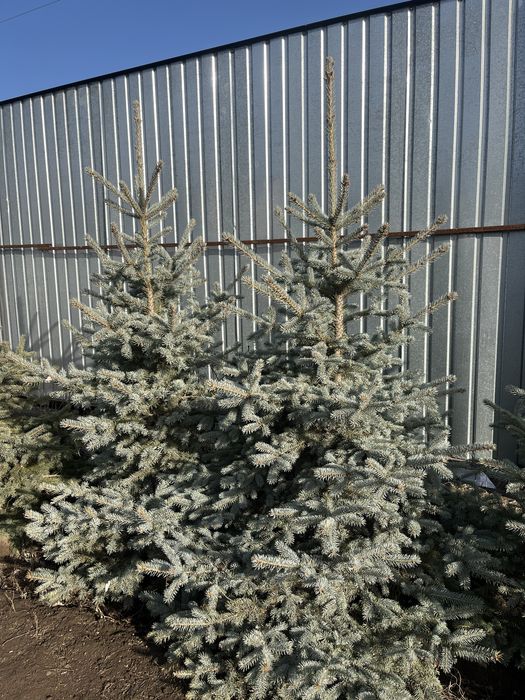 Ель ёлка Ель Ель