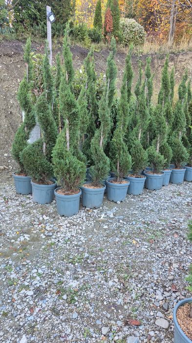 Brazi de Crăciun la ghiveci  si cu balot de pământ