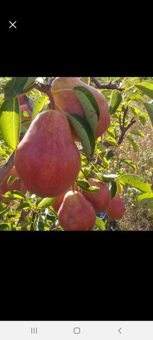 pomi fructiferi 8 ron bucata