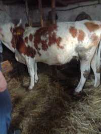 Vaca Baltata Romaneasca Gestanta