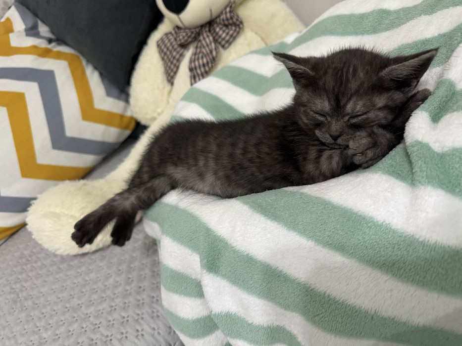 Котенок мальчик черно-серого цвета в любящие руки