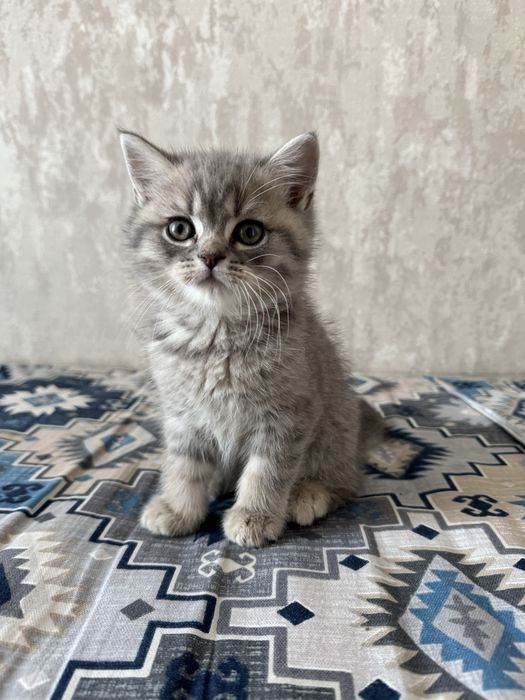 Продаются котята, Смесь персидкой и британской породы