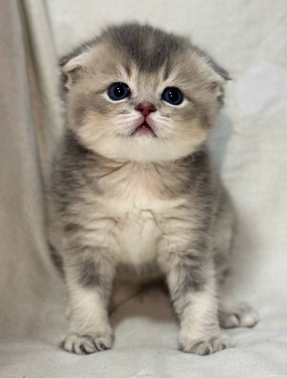 скотиш страйт и скотиш фолд