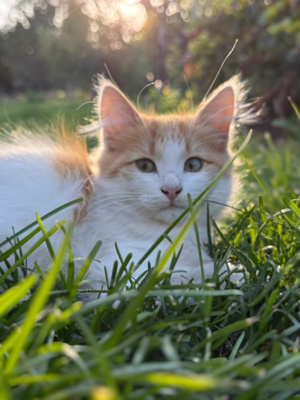 Котята заботливым ответственным хозяевам