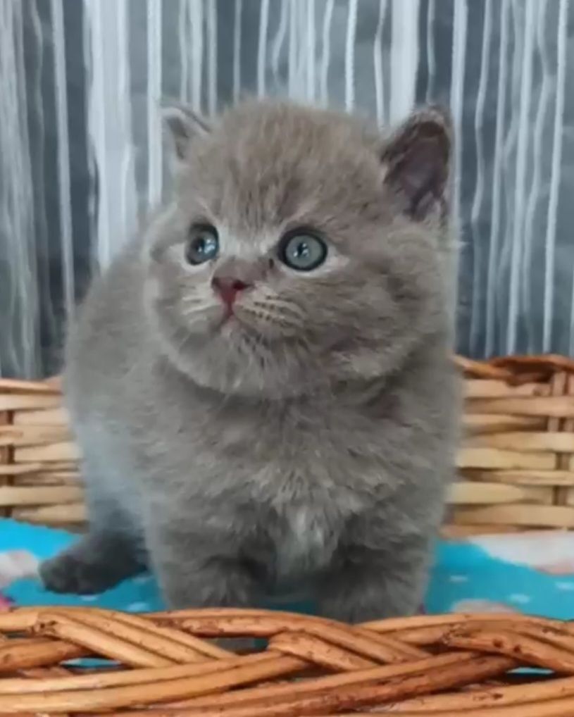 Продаюся девочки скоттиш страйт