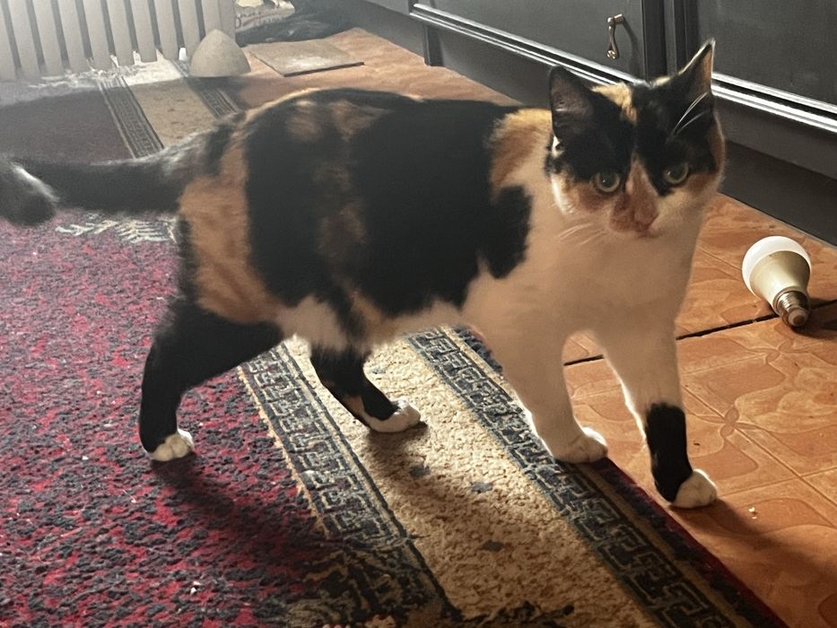 отдам красивую кошечку