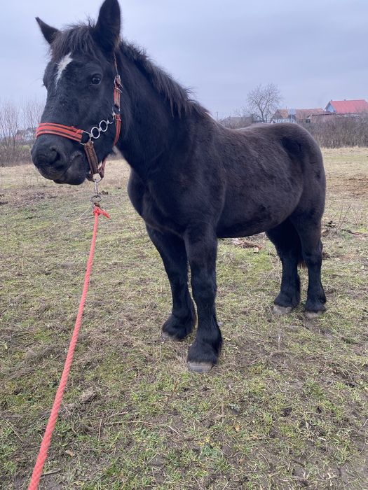 Manza de 1 an si 7luni