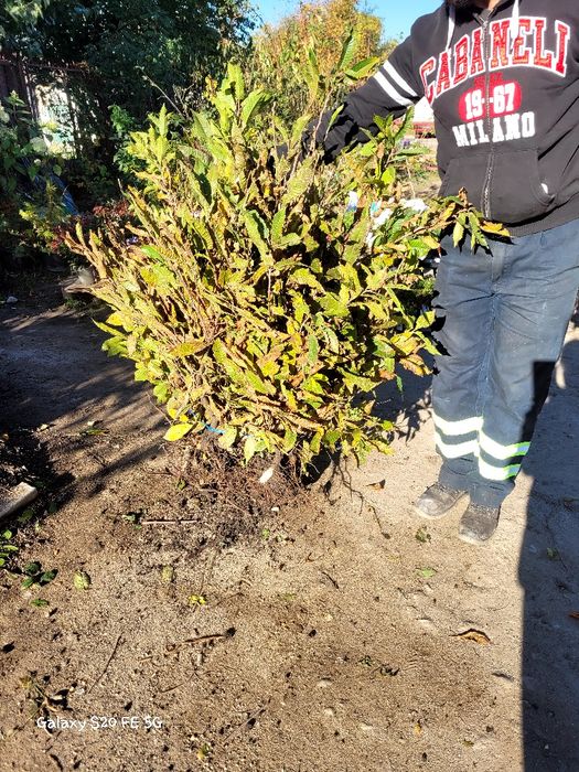 Castani comestibili diverse dimensiuni. Mesteacan-2m livrare ro