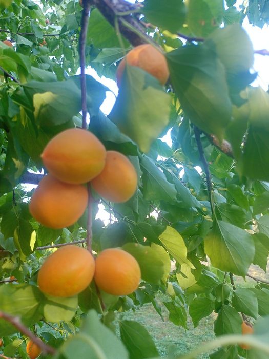 Урик коки куйошда куритилган 3 хилбор личнбни таби нарса