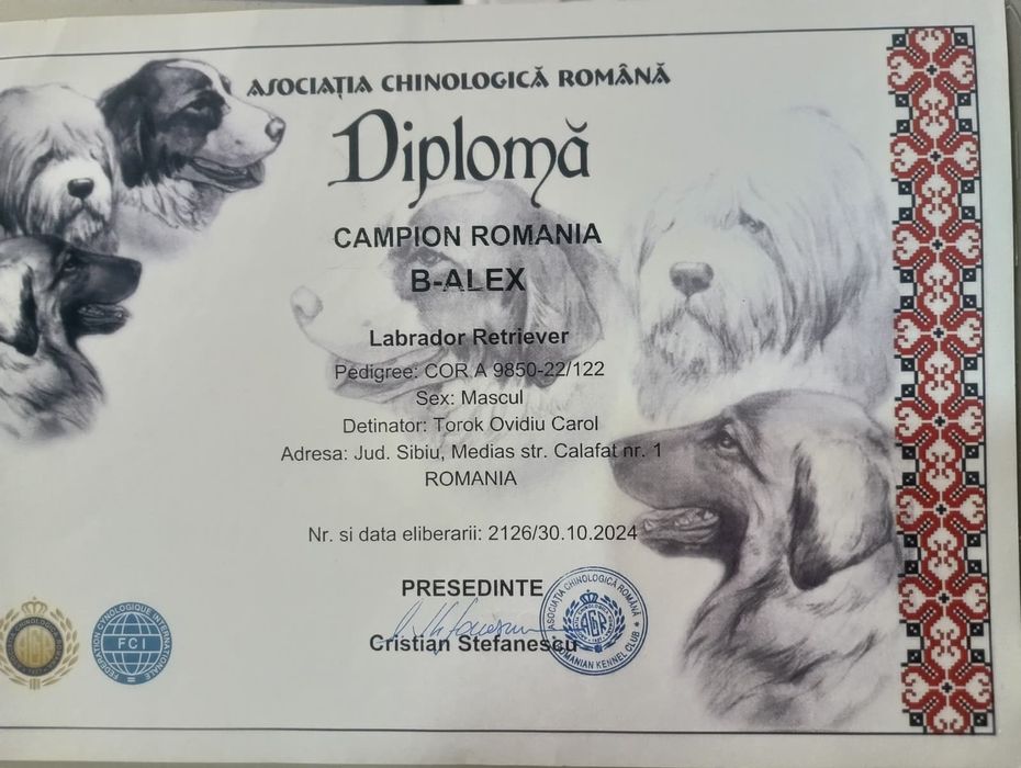 Labrador Retriever RJCH RCH RCHL