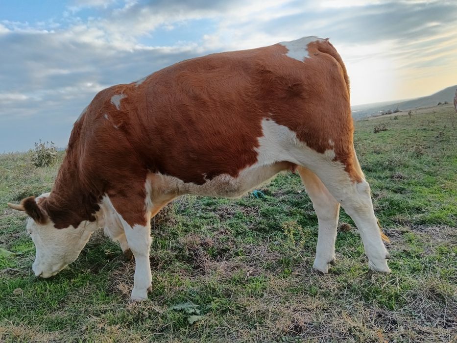 Vând juninci gestante