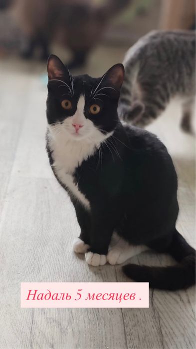 Наши подопечные ищут дом .С 6 месяцев до 5 лет