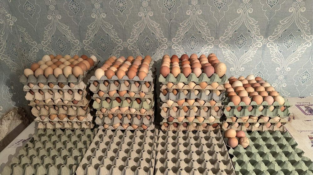 Домашни яйца-люпене/консумация