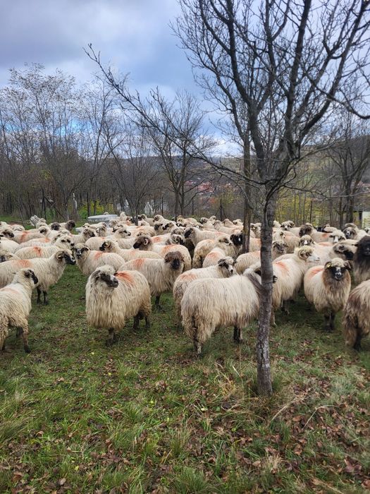 Vând oi pentru mai multe detalii în privat!