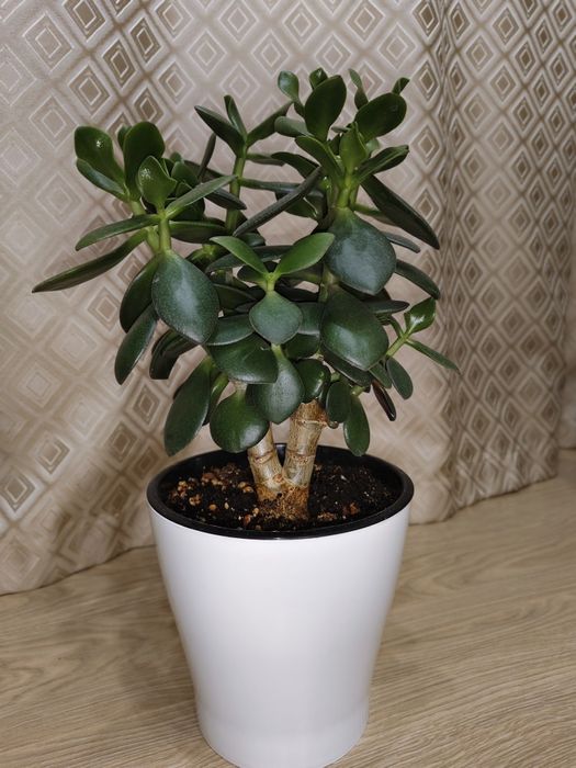 Крассула овата (Толстянка)