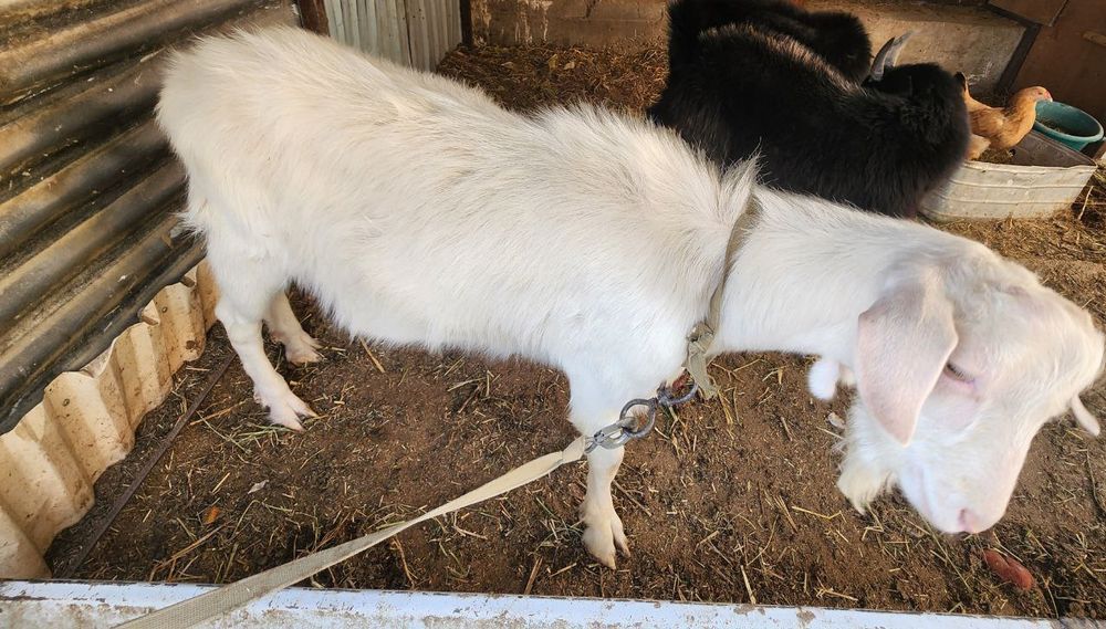 Эчки сотилади нар