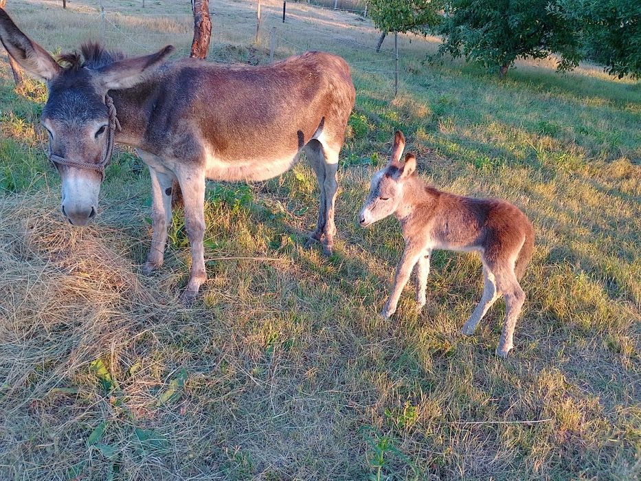 Продавам Магарешко мляко