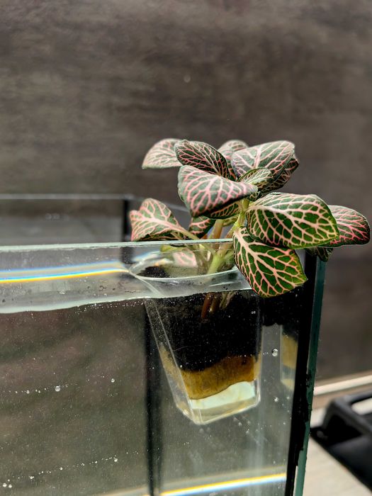 Растения за аквариум в саксия