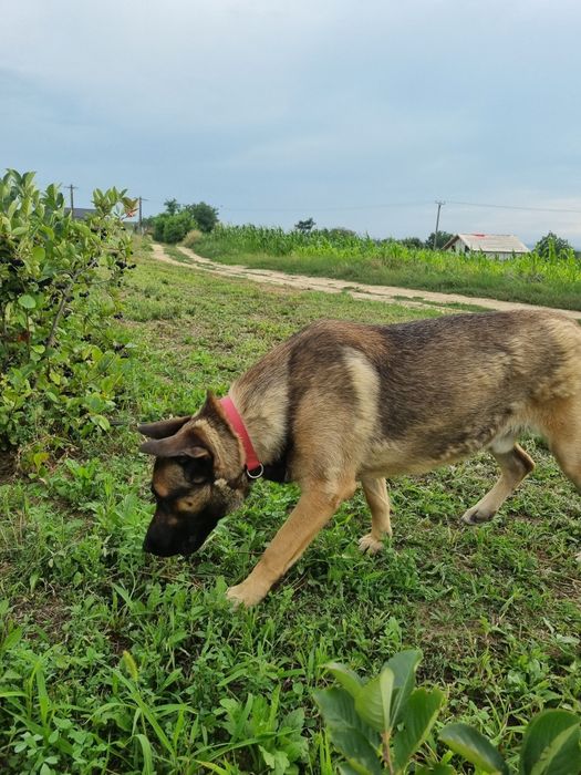 Vând câine lup cu vârsta de 1 an