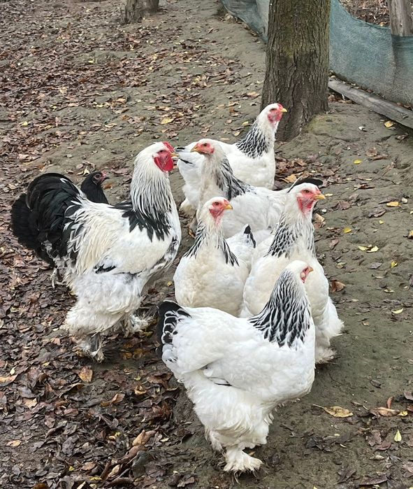 Brahma herminat deschis