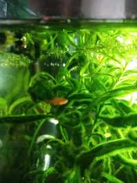 Guppy molly bicolor