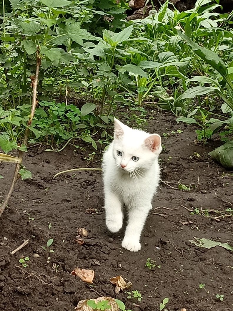 Котенок ангорской породы