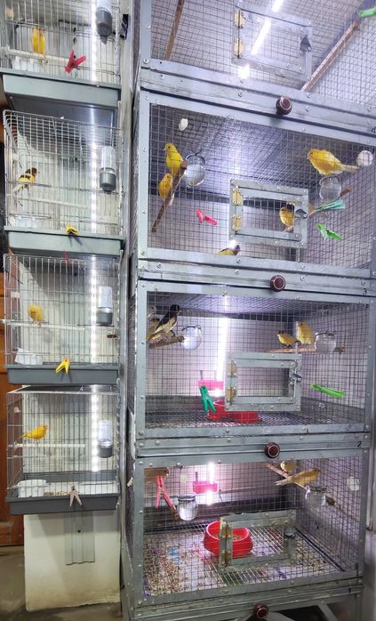 Канарейки самки самцы