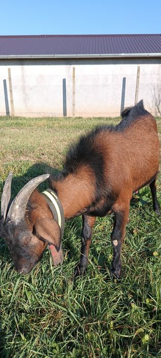 Vând țap de 8 luni