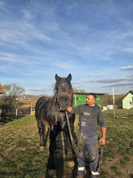 Vand armasar de 3 ani