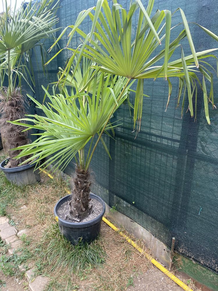 Palmieri Trachy Carpus Fortunei -19 Grade