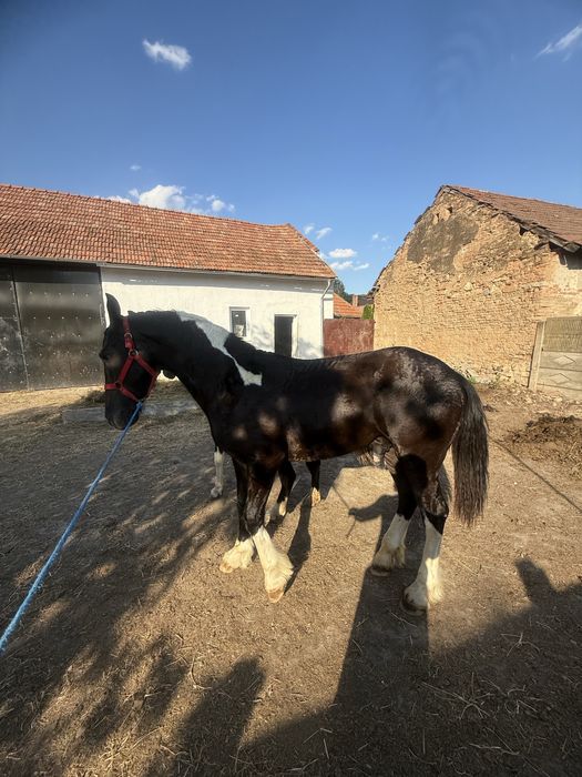 Vand manz si manza tarcata pinto din friesian frizian friz si gipsy