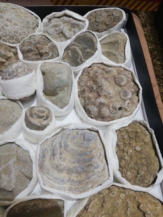 Кутия с фосили на милиони години